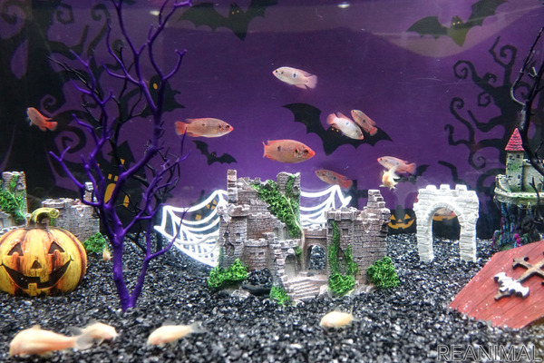 アクア トト ぎふ ハロウィンをテーマに お化け屋敷水槽 を展示 1枚目の写真 画像 動物のリアルを伝えるwebメディア Reanimal