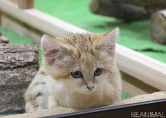 元気に育ったスナネコの赤ちゃん 飼育員の奮闘と 伝えたいこと 那須どうぶつ王国 動画 13枚目の写真 画像 動物のリアルを伝えるwebメディア Reanimal
