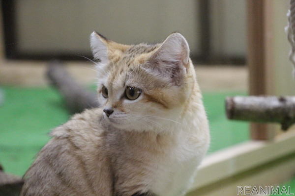 元気に育ったスナネコの赤ちゃん 飼育員の奮闘と 伝えたいこと 那須どうぶつ王国 動画 17枚目の写真 画像 動物のリアルを伝えるwebメディア Reanimal