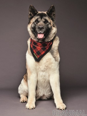 ディースクエアード 犬用服飾 アクセサリーブランドpoldo Dog Coutureとコラボ 2枚目の写真 画像 動物のリアルを伝えるwebメディア Reanimal