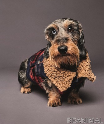 ディースクエアード 犬用服飾 アクセサリーブランドpoldo Dog Coutureとコラボ 3枚目の写真 画像 動物のリアルを伝えるwebメディア Reanimal
