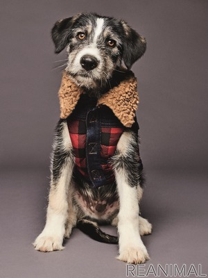 ディースクエアード 犬用服飾 アクセサリーブランドpoldo Dog Coutureとコラボ 4枚目の写真 画像 動物のリアルを伝えるwebメディア Reanimal