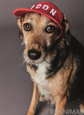 ディースクエアード 犬用服飾 アクセサリーブランドpoldo Dog Coutureとコラボ 7枚目の写真 画像 動物のリアルを伝えるwebメディア Reanimal