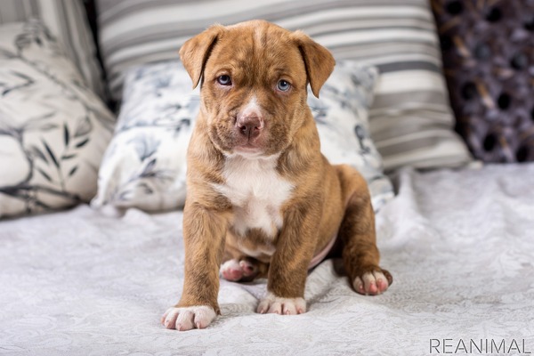 アメリカの動物愛護事情 Vol 2 デンバー市がピットブルの飼育を禁止する法律を破棄 6枚目の写真 画像 動物のリアルを伝えるwebメディア Reanimal
