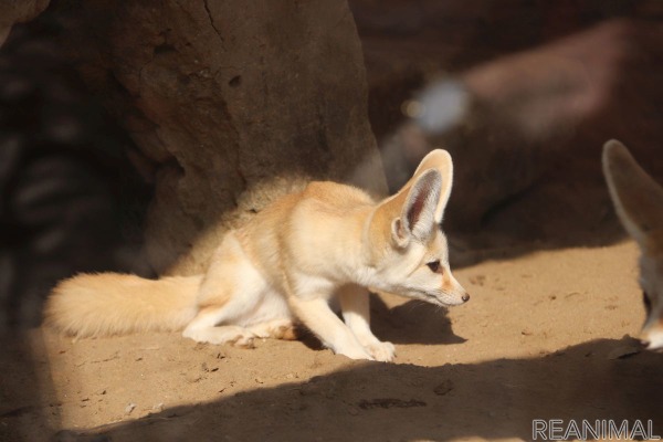 フェネックの子どもが見せた 驚くべきジャンプ力 埼玉県こども動物自然公園 3枚目の写真 画像 動物のリアルを伝えるwebメディア Reanimal