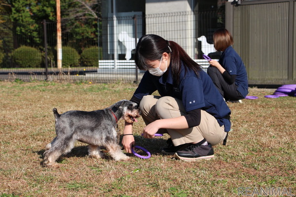 ドッグプレイニング Toy Puller で遊びながら犬との信頼関係を築く ドッグトレーナー向け 認定制度 も 2枚目の写真 画像 動物 のリアルを伝えるwebメディア Reanimal