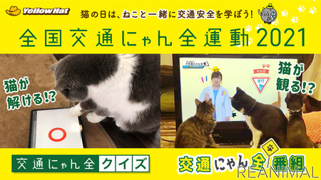猫と一緒に参加 交通にゃん全クイズ が公開 交通にゃん全番組 の放映も イエローハット 動物のリアルを伝えるwebメディア Reanimal