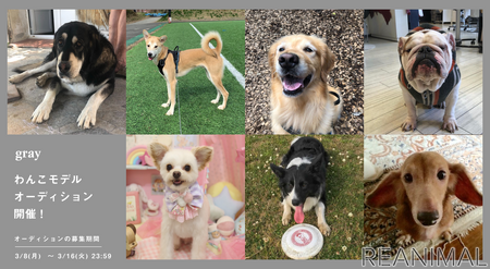 アクセサリーブランドgray 犬用アクセサリー着用モデルオーディションを開催 3月16日まで 動物のリアルを伝えるwebメディア Reanimal
