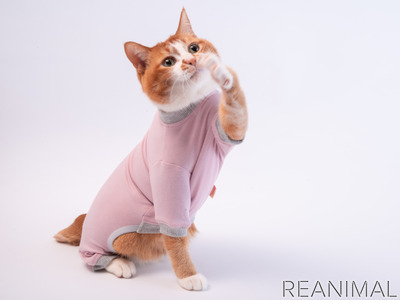 ぽぽねこ 猫用皮膚保護服 キャットプロテクションスーツ の新色を発売 動物のリアルを伝えるwebメディア Reanimal