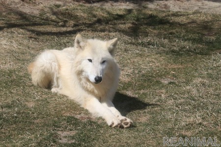 ホッキョクオオカミ 別名ホワイトウルフは夏毛も白い 那須どうぶつ王国 動物のリアルを伝えるwebメディア Reanimal