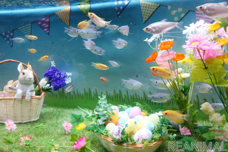アクア トト ぎふ イースターをテーマにカラフルな魚たちを展示 4月11日まで 動物のリアルを伝えるwebメディア Reanimal
