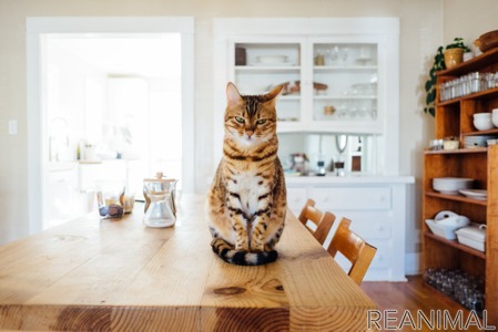 猫にもしつけは必要 効果的な方法とは 動物のリアルを伝えるwebメディア Reanimal