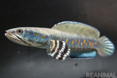 アクア トト ぎふ 企画展 極彩蛇頭魚 スネークヘッド を開催 7月11日まで 動物のリアルを伝えるwebメディア Reanimal