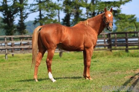 競走馬の引退後 その命を支える活動 Vol 4 いらない と言われる引退馬に道を見つける難しさ インタビュー 動物のリアルを伝えるwebメディア Reanimal