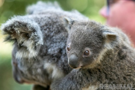 オーストラリアからライブで結ぶオンラインツアー かわいいコアラと野生動物の保護活動 開催 6月26日 動物のリアルを伝えるwebメディア Reanimal