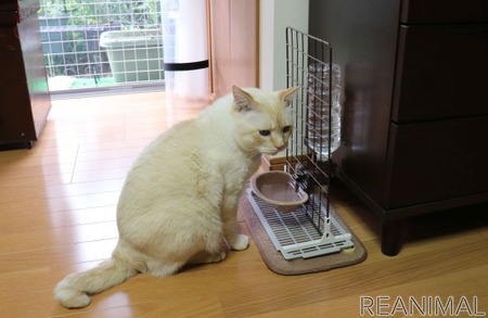 いつでも新鮮な水を 100円ショップのグッズで水飲み場づくり ねこdiy 動物のリアルを伝えるwebメディア Reanimal