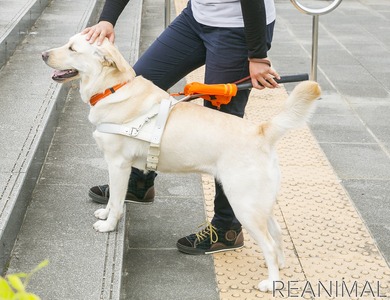 働く犬たち 盲導犬編 Vol 1 どんな仕事をしている 性格は犬によって様々 インタビュー 動物 のリアルを伝えるwebメディア Reanimal