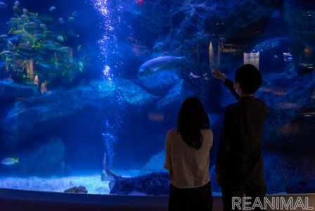 すみだ水族館 夜の水族館を楽しめる 夏の夜すい を開催 7月22日 8月29日 動物のリアルを伝えるwebメディア Reanimal