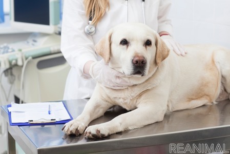 犬の 混合ワクチン は年に1回で大丈夫 Vol 2 副作用のリスクと安全な接種 動物のリアルを伝えるwebメディア Reanimal
