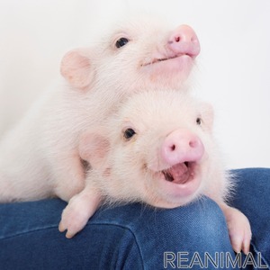 マイクロブタと触れ合える店舗 ふれあい Mipig 千葉 幕張にて夏休み限定オープン 動物のリアルを伝えるwebメディア Reanimal マイクロブタと触れ合える店舗 ふれあい Mipig 千葉 幕張にて夏休み限定オープン 動物のリアルを伝えるwebメディア Reanimal