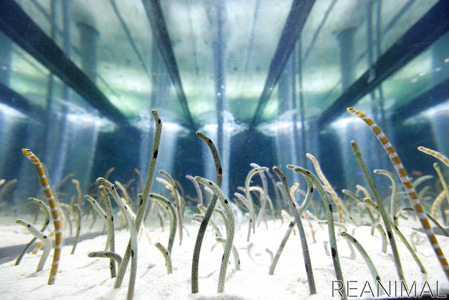 すみだ水族館 チンアナゴ顔見せ祭り を開催 5月3日 5月5日 動物のリアルを伝えるwebメディア Reanimal すみだ水族館 チンアナゴ顔見せ祭り を開催 5月3日 5月5日 動物のリアルを伝えるwebメディア Reanimal