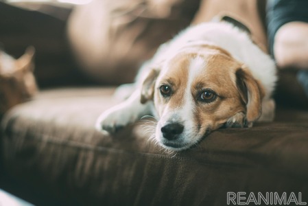 在宅時に起こる愛犬のケガとは Vol 1 隙間 コンセントに注意 動物のリアルを伝えるwebメディア Reanimal