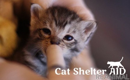 保護猫を守るためのチャリティー壁紙ダウンロード販売サイト Cat Shelter Aid 開設 動物のリアルを伝えるwebメディア Reanimal