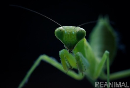 ガイアックス 集まれ虫の森 オンライン昆虫パーク を開催 6月6日 動物のリアルを伝えるwebメディア Reanimal