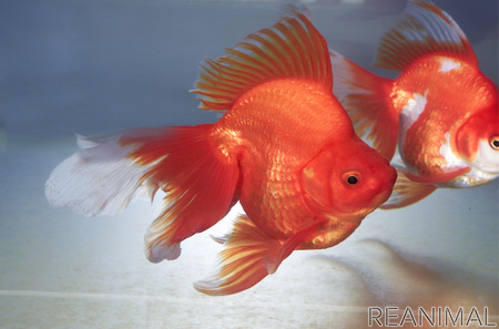 アクアマリンふくしま オンラインキッズプログラム 金魚の稚魚をそだててみよう の参加者を募集 6月30日締切 動物のリアルを伝えるwebメディア Reanimal