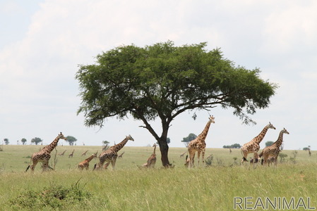 Mhd モエ ヘネシー ディアジオ 絶滅危機に瀕するキリンの保全活動を開始 動物のリアルを伝えるwebメディア Reanimal