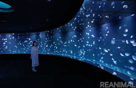 サンシャイン水族館 新クラゲエリア 海月空感 をオープン 7月9日から 動物のリアルを伝えるwebメディア Reanimal