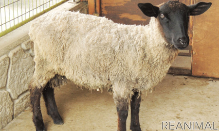 那須りんどう湖レイクビュー 新たに サフォーク種 の羊とのふれあいや展示を開始 7月23日から 動物のリアル を伝えるwebメディア Reanimal