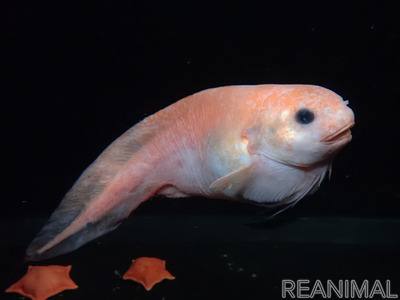 アクアマリンふくしま 新種の深海魚を発見 モユククサウオ と命名 標本を館内で展示 動物のリアルを伝えるwebメディア Reanimal
