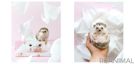 ネピア 鼻セレブティシュ ハリネズミインスタグラマーとコラボした秋季限定パッケージを発売 9月 動物のリアルを伝えるwebメディア Reanimal