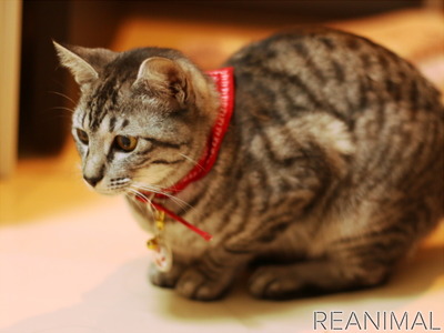 保護猫 あの日の約束 里親になる決意と猫との生活 動物のリアルを伝えるwebメディア Reanimal