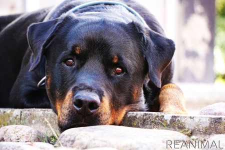 危険な犬種 は存在するか Vol 3 特定犬種を規制する法律の問題点 動物のリアルを伝えるwebメディア Reanimal