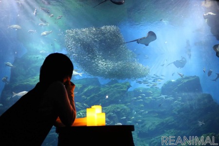 仙台うみの杜水族館 おひとりさまナイト水族館 を4週連続開催 9月12日 19日 26日 10月3日 動物のリアルを伝えるwebメディア Reanimal
