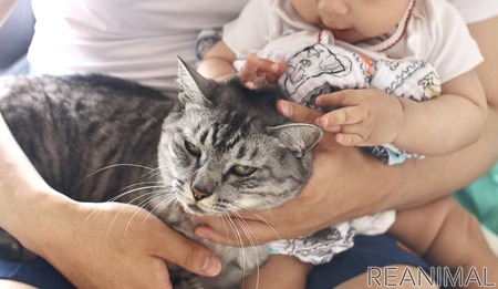赤ちゃんと猫 Vol 7 引っ張る力が強いニャン それでも神対応の猫 動物のリアルを伝えるwebメディア Reanimal