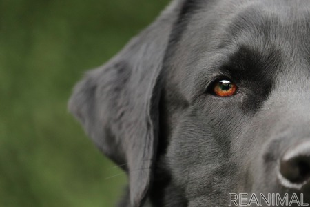 犬がなりやすい病気 外耳炎編 なりやすく繰り返しやすい耳の病気 動物のリアルを伝えるwebメディア Reanimal