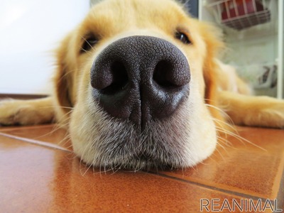 犬の嗅覚ってどのくらいすごいの こんな所に注意しよう 動物のリアルを伝えるwebメディア Reanimal