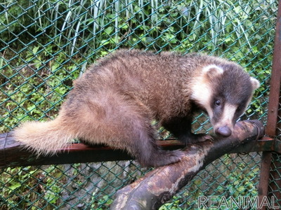 アクアマリンふくしま ニホンアナグマとホンドタヌキの新展示場オープン 10月14日 動物のリアルを伝えるwebメディア Reanimal