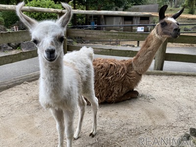 伊豆シャボテン動物公園でラマの赤ちゃんが誕生 一般公開中 動物のリアルを伝えるwebメディア Reanimal