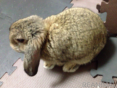 ズボラ女子とわがままウサギ Vol 3 共同生活の中で けだま が教えてくれたこと 動物のリアルを伝えるwebメディア Reanimal