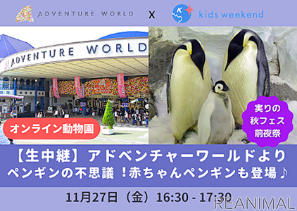 実りの秋オンラインこどもフェス 前夜祭はアドベンチャーワールドからペンギンの生態に迫る授業を生配信 11月27日 動物のリアルを伝えるwebメディア Reanimal