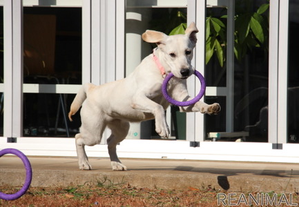 ドッグプレイニング Toy Puller で遊びながら犬との信頼関係を築く ドッグトレーナー向け 認定制度 も 動物のリアルを伝えるwebメディア Reanimal
