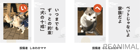 アイペット損害保険 寄付型投稿企画 ワン にゃん かるた で17万6080円を寄付 動物のリアルを伝えるwebメディア Reanimal
