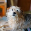 愛犬の認知症、どうやって対応したらいい？…前編 画像