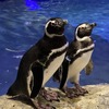 ペンギンたちの関係性が一目瞭然！「すみだペンギン相関図2021」「京都ペンギン相関図2021」公開…1月30日から 画像