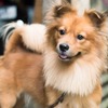狂犬病ワクチンについて考える vol.2…効果的な接種のために重要な抗体検査 画像