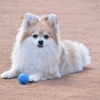 狂犬病ワクチンについて考える vol.4…エビデンスに基づいた判断の重要性を主張する専門家 画像